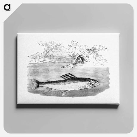 アートパネル-Grayling from Nimrod In The North, Or Hunting And Fishing Adventures In The Arctic Regions
 - 大英図書館 Canvas.