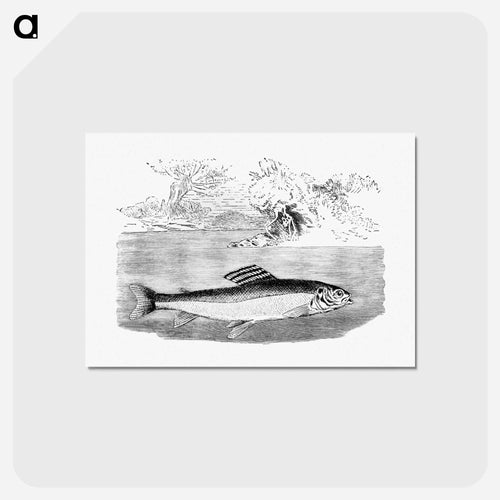 Grayling from Nimrod In The North, Or Hunting And Fishing Adventures In The Arctic Regions
 - 大英図書館 Postcard.