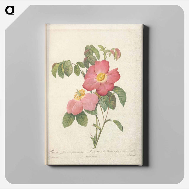 アートパネル-Rose illustration - ピエール ジョゼフ ルドゥーテ Canvas.