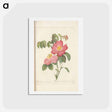 アートポストカード-Rose illustration - ピエール ジョゼフ ルドゥーテ Postcard.