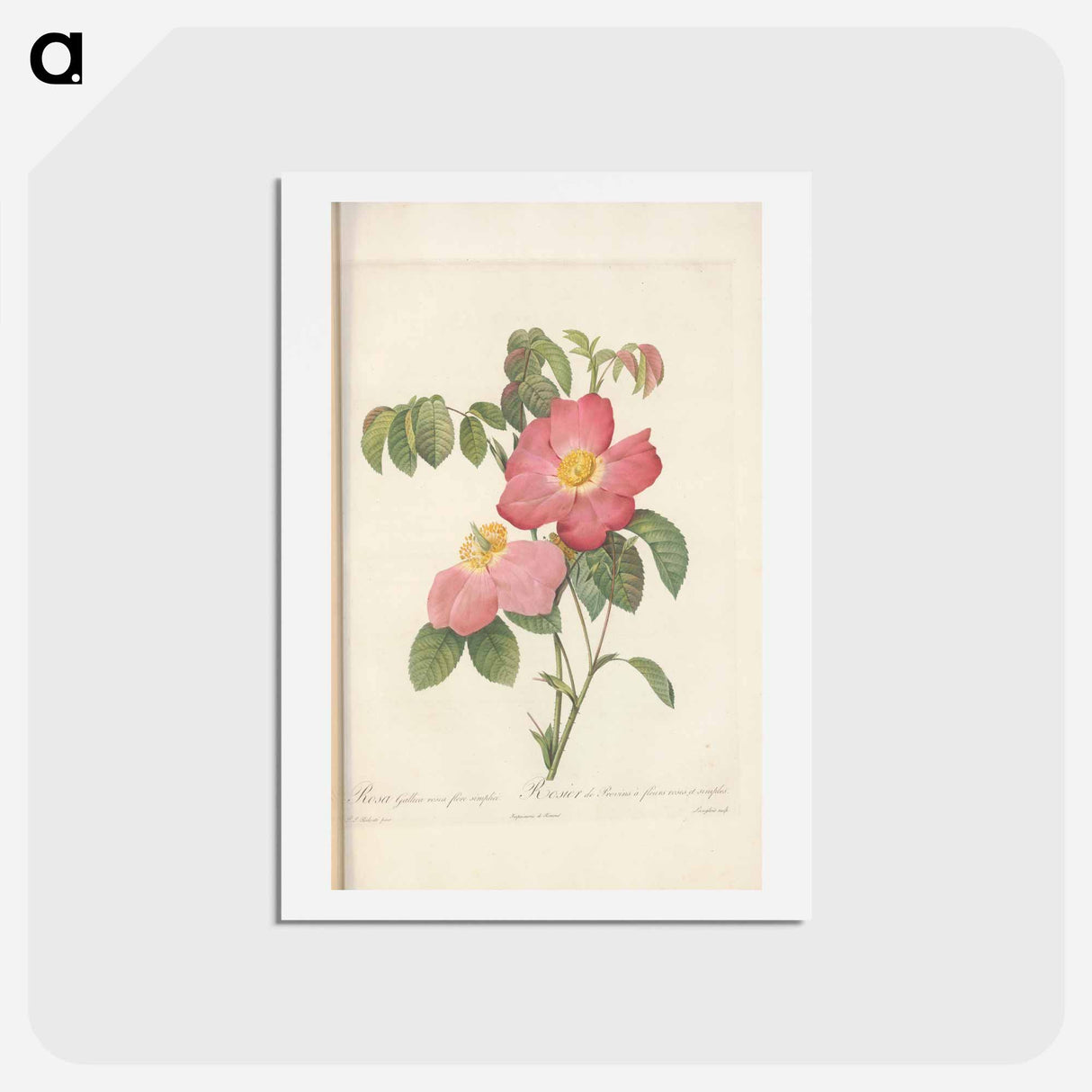 アートポストカード-Rose illustration - ピエール ジョゼフ ルドゥーテ Postcard.