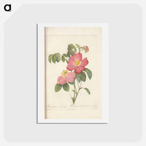 アートポストカード-Rose illustration - ピエール ジョゼフ ルドゥーテ Postcard.
