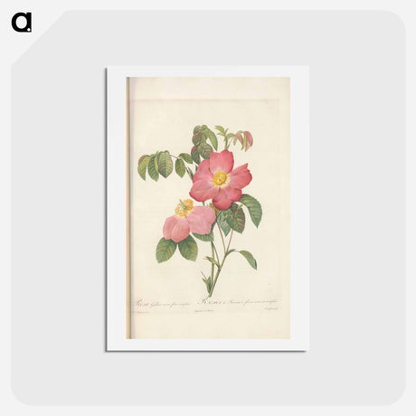 アートポストカード-Rose illustration - ピエール ジョゼフ ルドゥーテ Postcard.