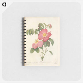 アートメモ帳-Rose illustration - ピエール ジョゼフ ルドゥーテ Memo.