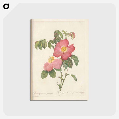 アートポストカード-Rose illustration - ピエール ジョゼフ ルドゥーテ Postcard.