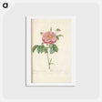 アートポストカード-Rose illustration - ピエール ジョゼフ ルドゥーテ Postcard.