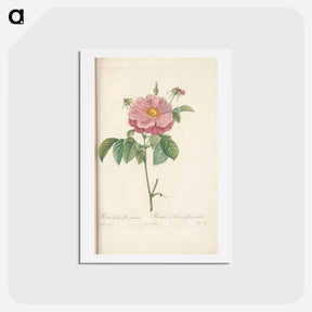 アートポストカード-Rose illustration - ピエール ジョゼフ ルドゥーテ Postcard.