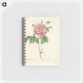 アートメモ帳-Rose illustration - ピエール ジョゼフ ルドゥーテ Memo.