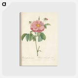 アートポストカード-Rose illustration - ピエール ジョゼフ ルドゥーテ Postcard.