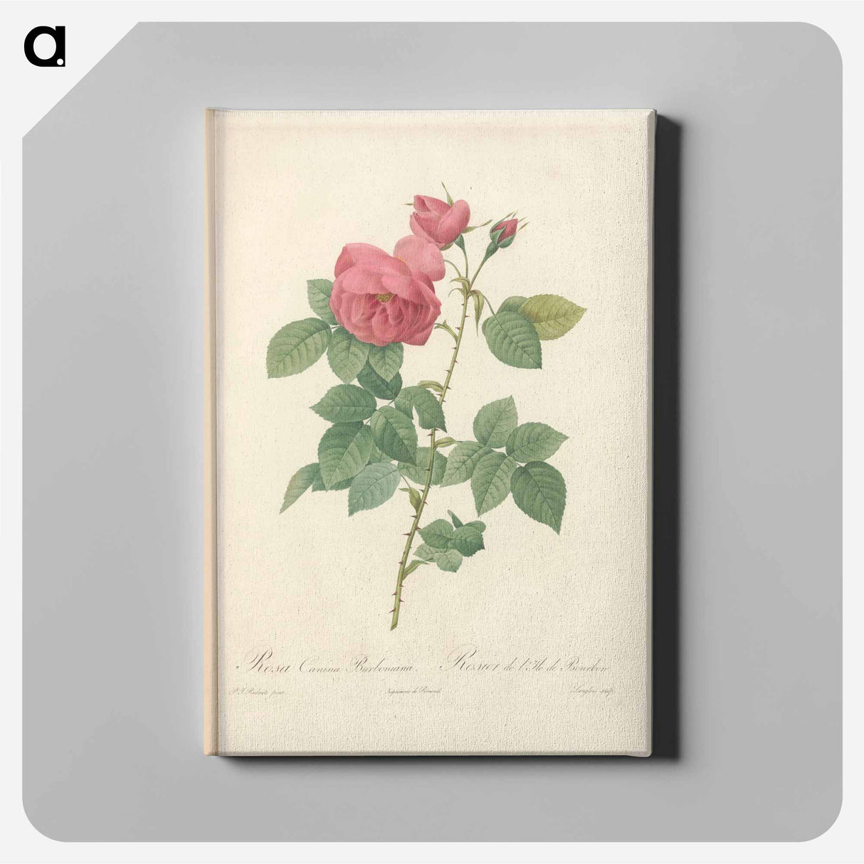 アートパネル-Rose illustration - ピエール ジョゼフ ルドゥーテ Canvas.