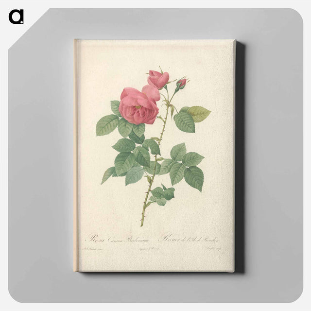 アートパネル-Rose illustration - ピエール ジョゼフ ルドゥーテ Canvas.