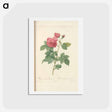 アートポストカード-Rose illustration - ピエール ジョゼフ ルドゥーテ Postcard.