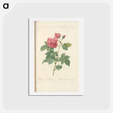 アートポストカード-Rose illustration - ピエール ジョゼフ ルドゥーテ Postcard.