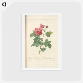 アートポストカード-Rose illustration - ピエール ジョゼフ ルドゥーテ Postcard.