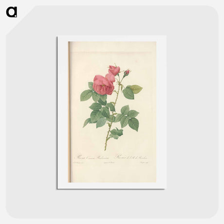 アートポストカード-Rose illustration - ピエール ジョゼフ ルドゥーテ Postcard.