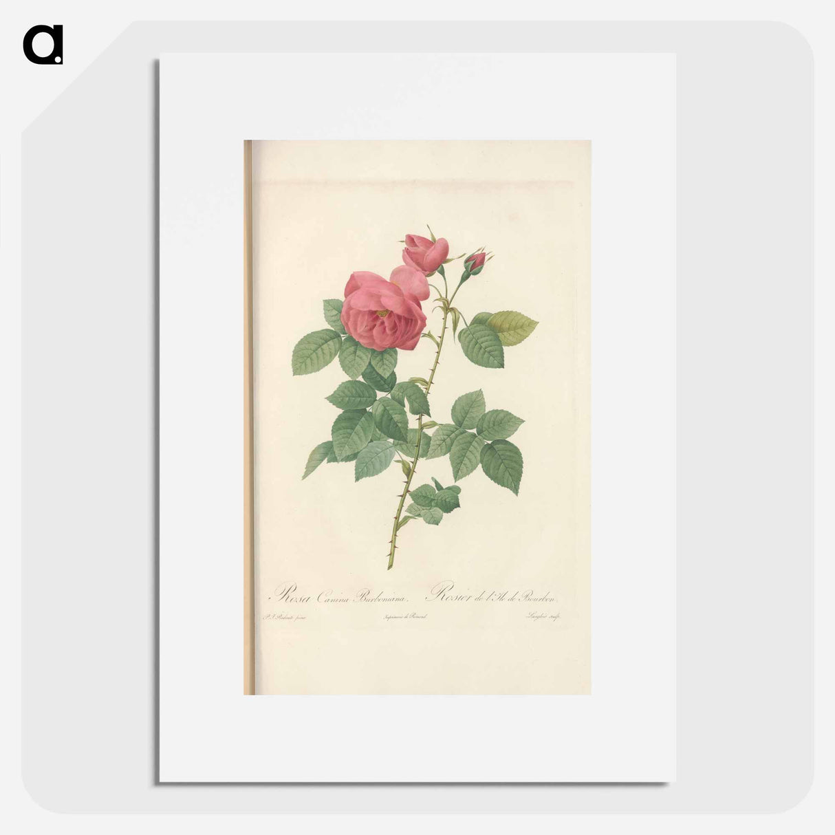 Rose illustration - Pierre Joseph Redouté Poster.