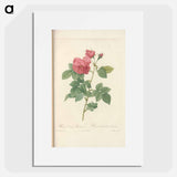 Rose illustration - Pierre Joseph Redouté Poster.
