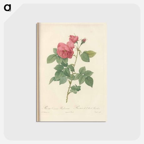 アートポストカード-Rose illustration - ピエール ジョゼフ ルドゥーテ Postcard.