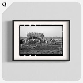 アートポスター-Minnesota Cattle Farm
 - ラッセル リー Poster.