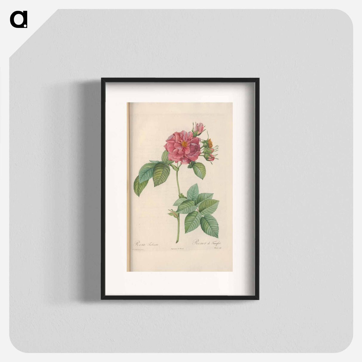 Rose illustration - Pierre Joseph Redouté Poster.