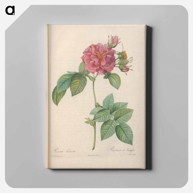 アートパネル-Rose illustration - ピエール ジョゼフ ルドゥーテ Canvas.