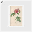 アートポストカード-Rose illustration - ピエール ジョゼフ ルドゥーテ Postcard.
