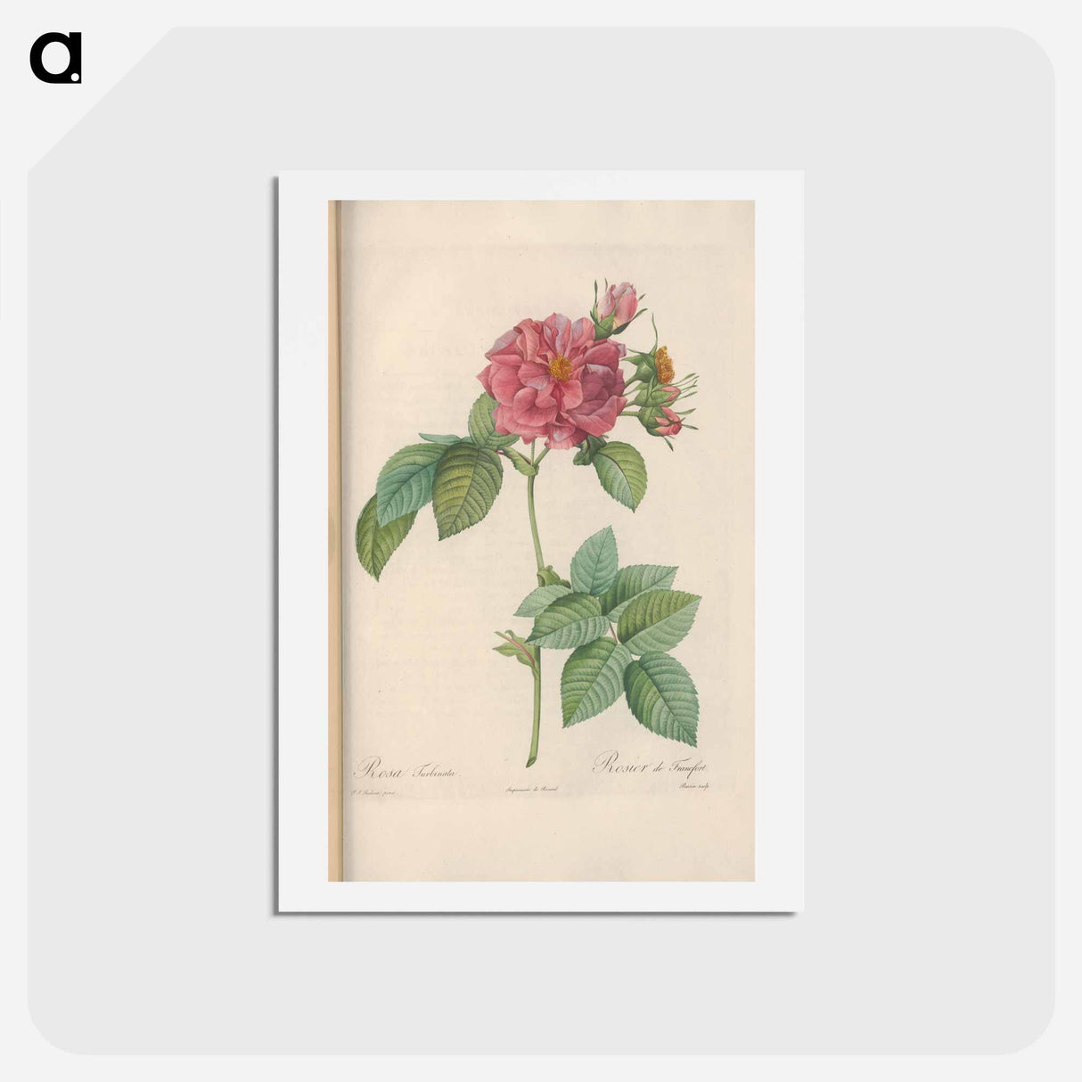 アートポストカード-Rose illustration - ピエール ジョゼフ ルドゥーテ Postcard.