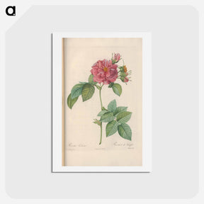 アートポストカード-Rose illustration - ピエール ジョゼフ ルドゥーテ Postcard.