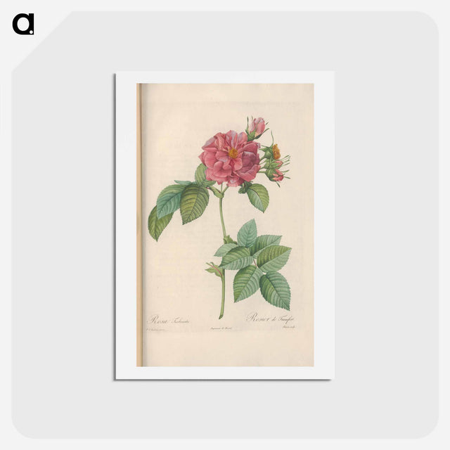 アートポストカード-Rose illustration - ピエール ジョゼフ ルドゥーテ Postcard.