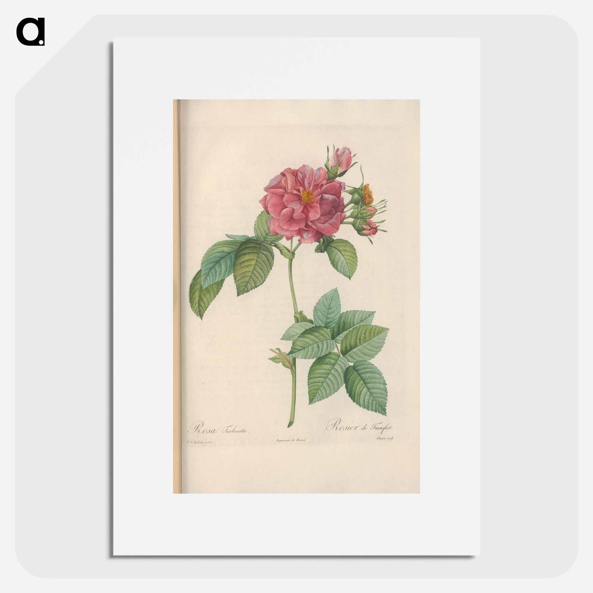 Rose illustration - Pierre Joseph Redouté Poster.