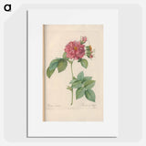 Rose illustration - Pierre Joseph Redouté Poster.