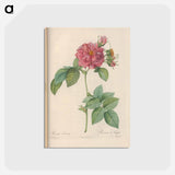 アートポストカード-Rose illustration - ピエール ジョゼフ ルドゥーテ Postcard.