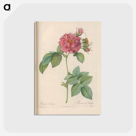 アートポストカード-Rose illustration - ピエール ジョゼフ ルドゥーテ Postcard.