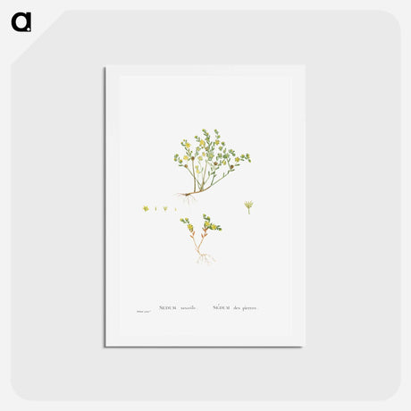 アートポストカード-Sedum Saxatile - ピエール ジョゼフ ルドゥーテ Postcard.