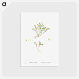 アートポストカード-Sedum Saxatile - ピエール ジョゼフ ルドゥーテ Postcard.