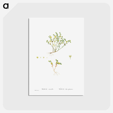 アートポストカード-Sedum Saxatile - ピエール ジョゼフ ルドゥーテ Postcard.