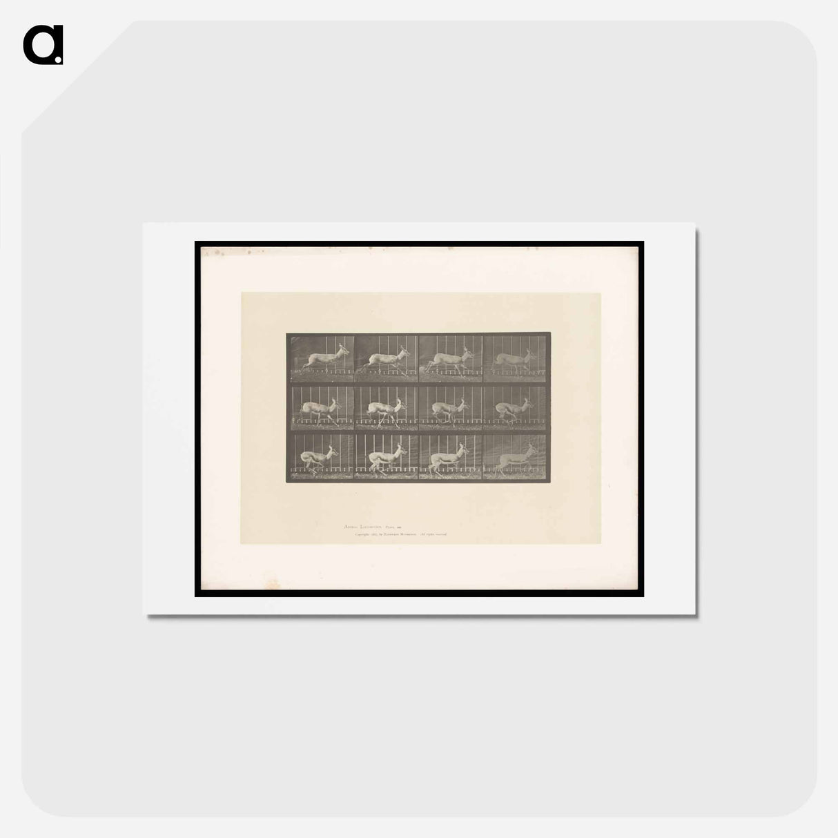 アートポストカード-Running Antelope
 - エドワード マイブリッジ Postcard.