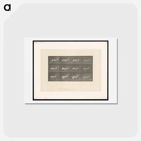 アートポストカード-Running Antelope
 - エドワード マイブリッジ Postcard.