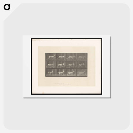 アートポストカード-Running Antelope
 - エドワード マイブリッジ Postcard.