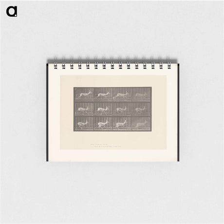 アートメモ帳-Running Antelope
 - エドワード マイブリッジ Memo.