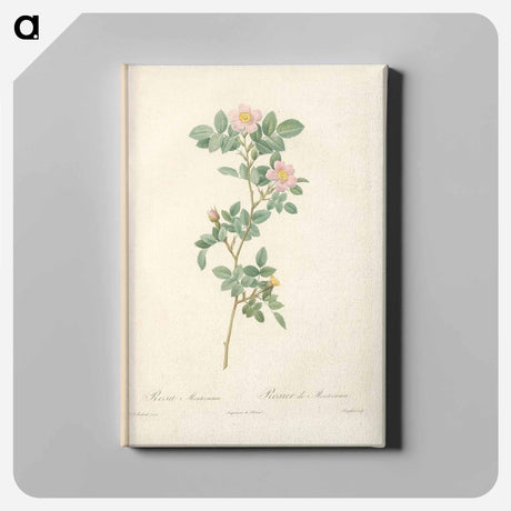 アートパネル-Rose illustration - ピエール ジョゼフ ルドゥーテ Canvas.