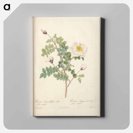 アートパネル-Rose illustration - ピエール ジョゼフ ルドゥーテ Canvas.