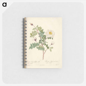 アートメモ帳-Rose illustration - ピエール ジョゼフ ルドゥーテ Memo.