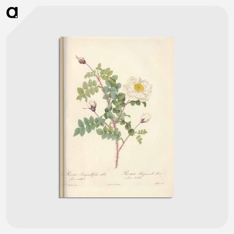 アートポストカード-Rose illustration - ピエール ジョゼフ ルドゥーテ Postcard.