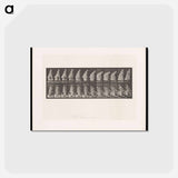 アートポストカード-Sweeping Woman
 - エドワード マイブリッジ Postcard.