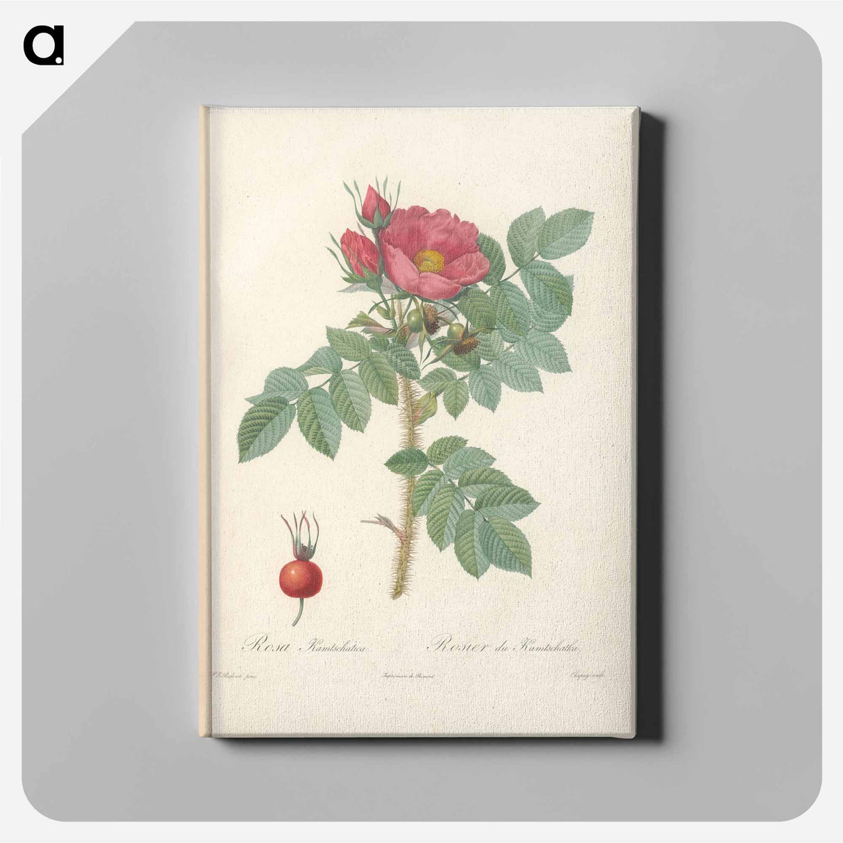 アートパネル-Rose illustration - ピエール ジョゼフ ルドゥーテ Canvas.