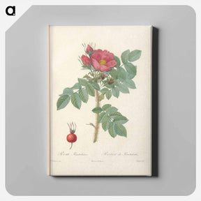 アートパネル-Rose illustration - ピエール ジョゼフ ルドゥーテ Canvas.