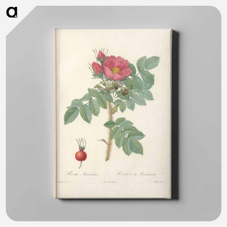 アートパネル-Rose illustration - ピエール ジョゼフ ルドゥーテ Canvas.