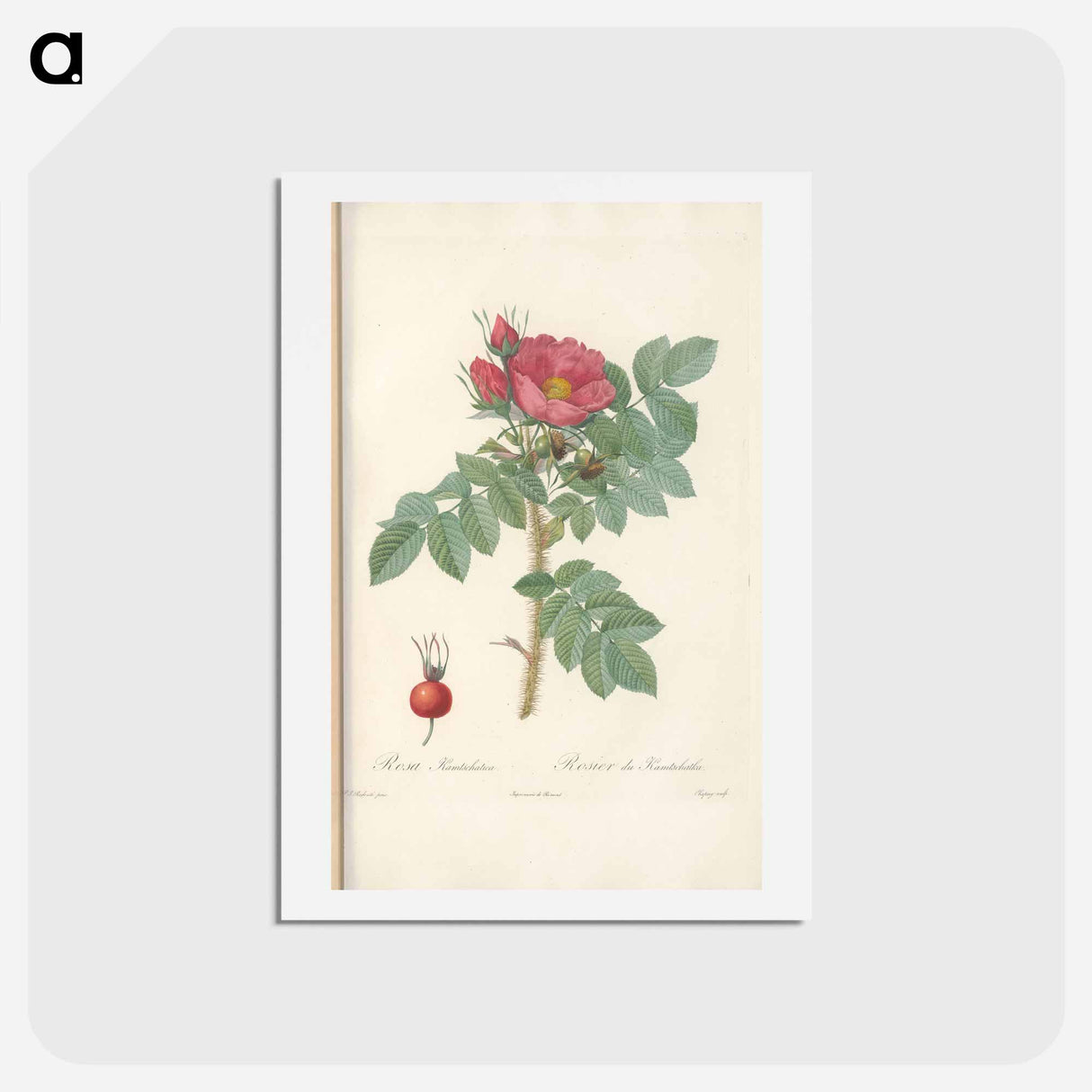 アートポストカード-Rose illustration - ピエール ジョゼフ ルドゥーテ Postcard.