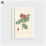 アートポストカード-Rose illustration - ピエール ジョゼフ ルドゥーテ Postcard.